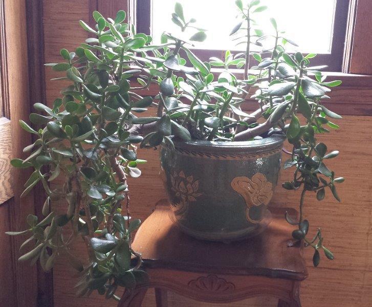 Photo of Jade Plant (Crassula ovata) uploaded by comgoddess