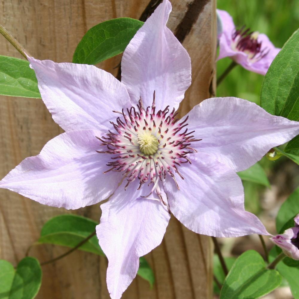 Photo of Clematis 'Pink Climador' uploaded by Joy