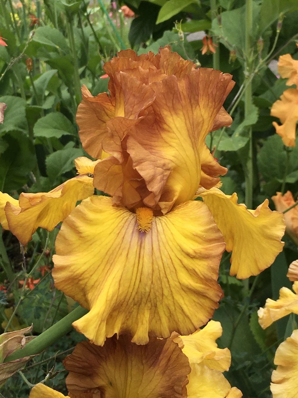 Photo of Tall Bearded Iris (Iris 'Spice Trader') uploaded by lilpod13