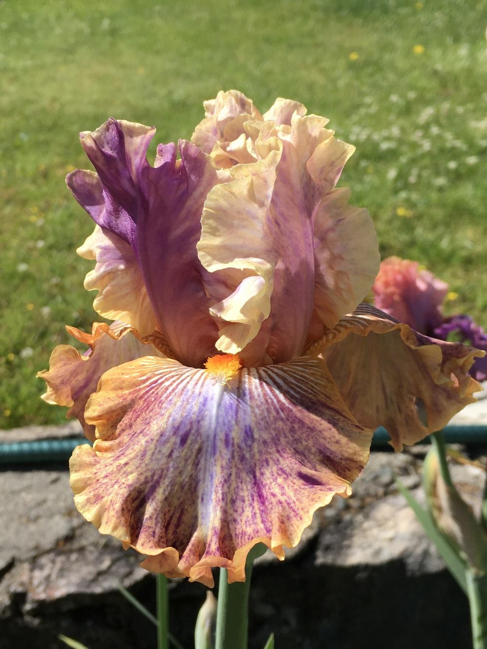 Photo of Tall Bearded Iris (Iris 'Big Break') uploaded by lilpod13
