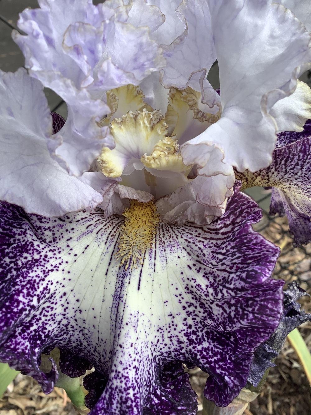 Photo of Tall Bearded Iris (Iris 'My Angel Caitlin') uploaded by ElleBeesIrisWorld