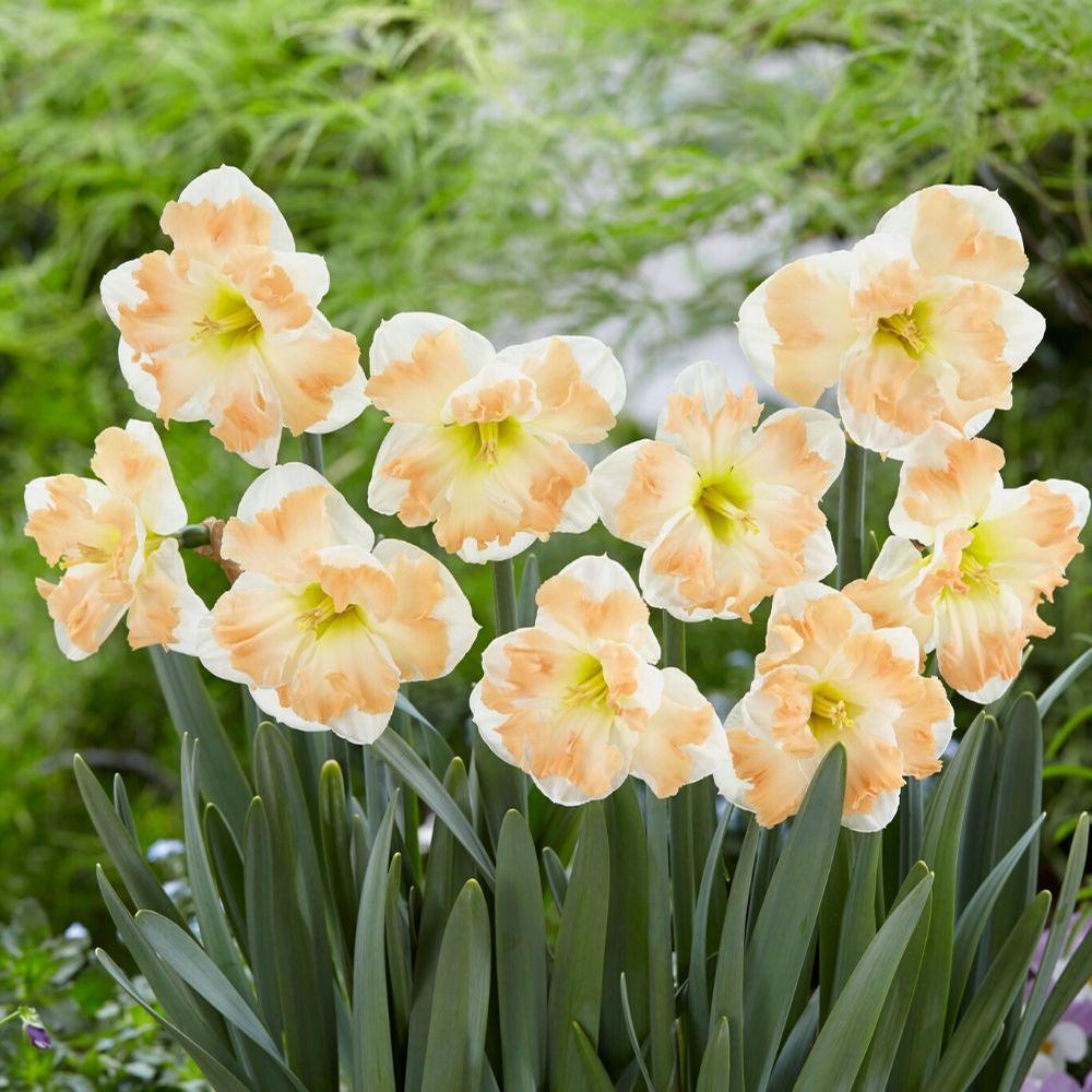 Photo of Split-Cupped Collar Daffodil (Narcissus 'Cum Laude') uploaded by Joy