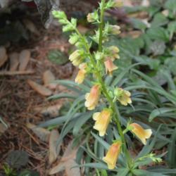 Location: in my garden in Oklahoma City
Date: 04-17-2017
Willow Leaf Foxglove (Digitalis obscura)