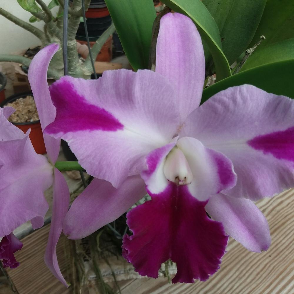 Photo of Orchid (Cattleya Malini) uploaded by prabhisetty