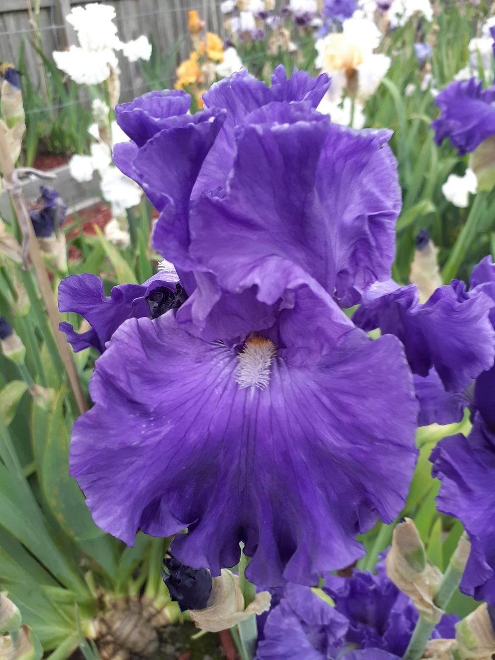 Photo of Tall Bearded Iris (Iris 'Dahdah') uploaded by PaulaHocking