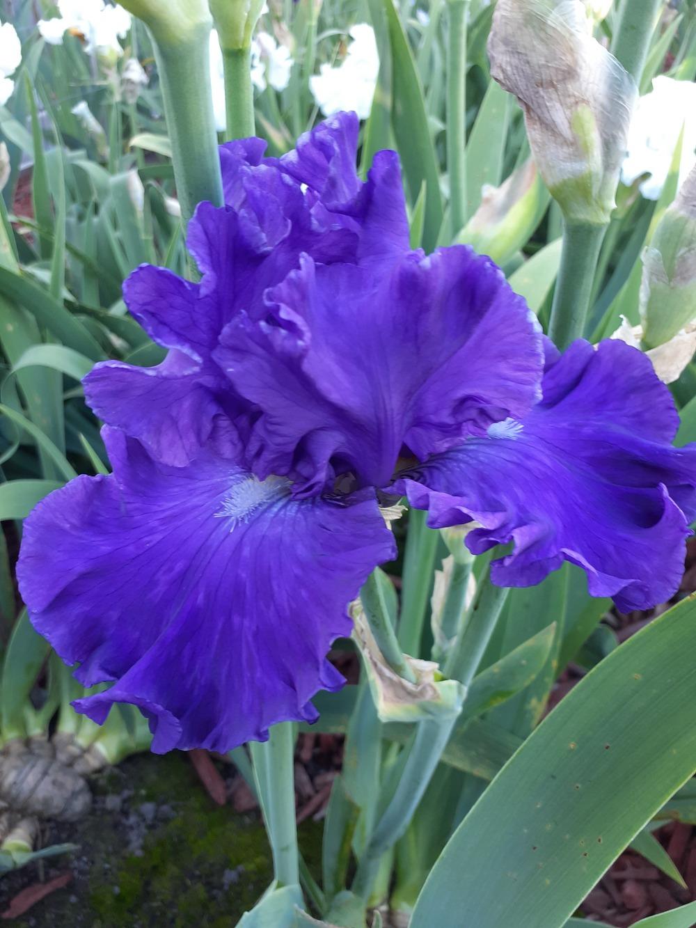 Photo of Tall Bearded Iris (Iris 'Dahdah') uploaded by PaulaHocking