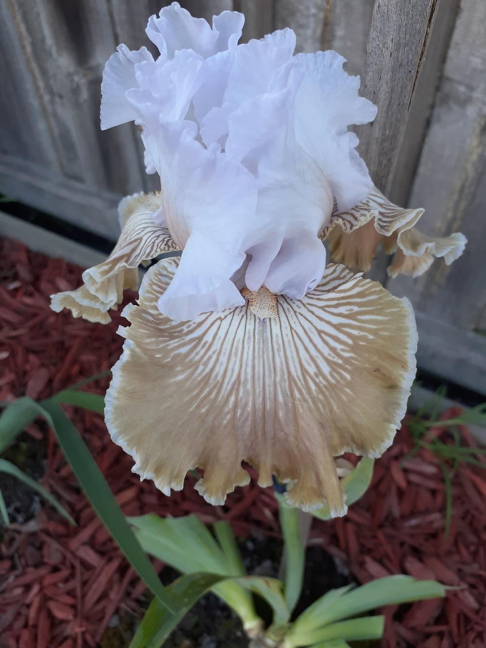 Photo of Tall Bearded Iris (Iris 'Chardonnay and Ice') uploaded by PaulaHocking