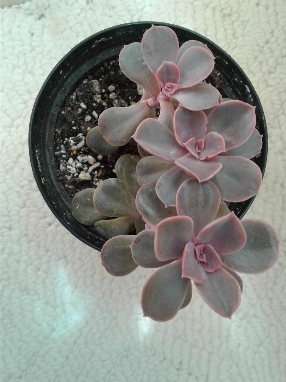 Photo of Echeveria 'Perle von Nurnberg' uploaded by PlantsRFriends