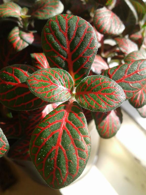 Photo of Nerve Plant (Fittonia albivenis) uploaded by PlantsRFriends