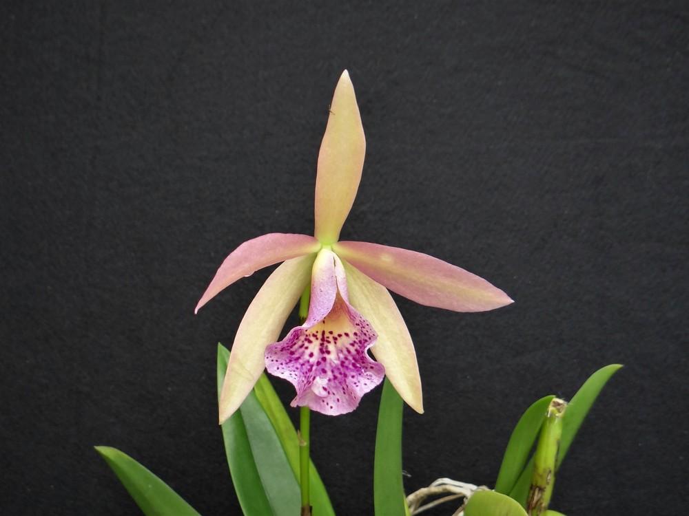 Photo of Orchid (Cahuzacara Haleahi Sunbow) uploaded by hawkarica