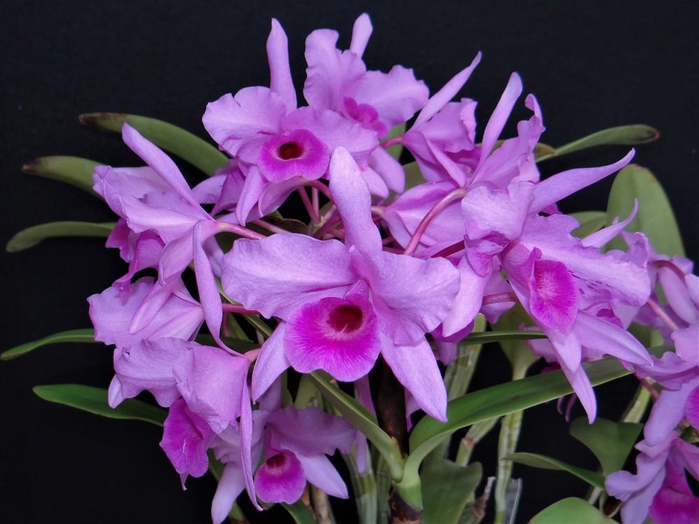 Photo of Orchid (Guarianthe x laelioides) uploaded by hawkarica