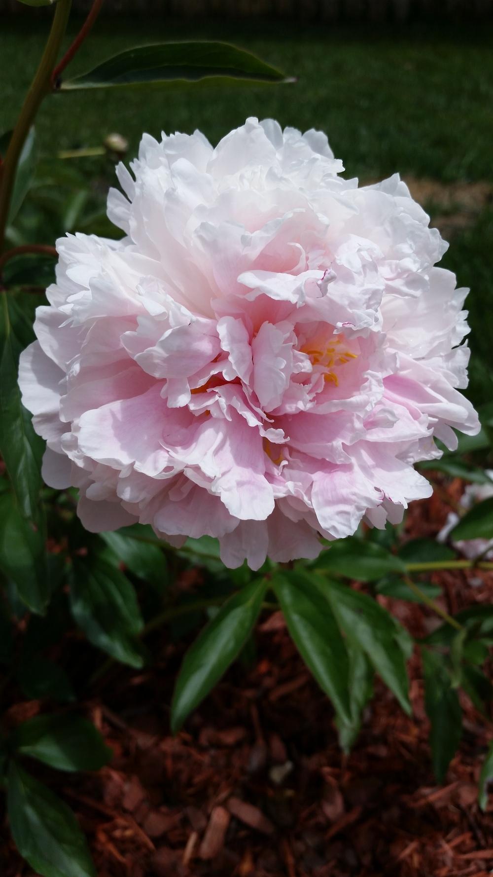 Photo of Peonies (Paeonia) uploaded by Bschmuck