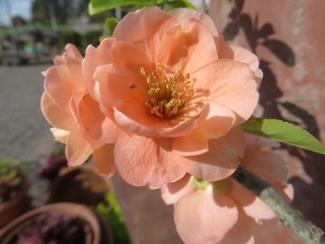 Photo of Flowering Quince (Chaenomeles x superba 'Cameo') uploaded by Joy