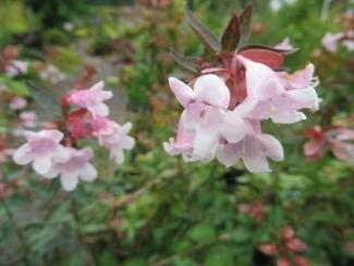 Photo of Glossy Abelia (Linnaea 'Edward Goucher') uploaded by Joy