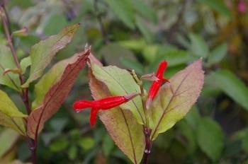 Photo of Belize Sage (Salvia pansamalensis) uploaded by Joy