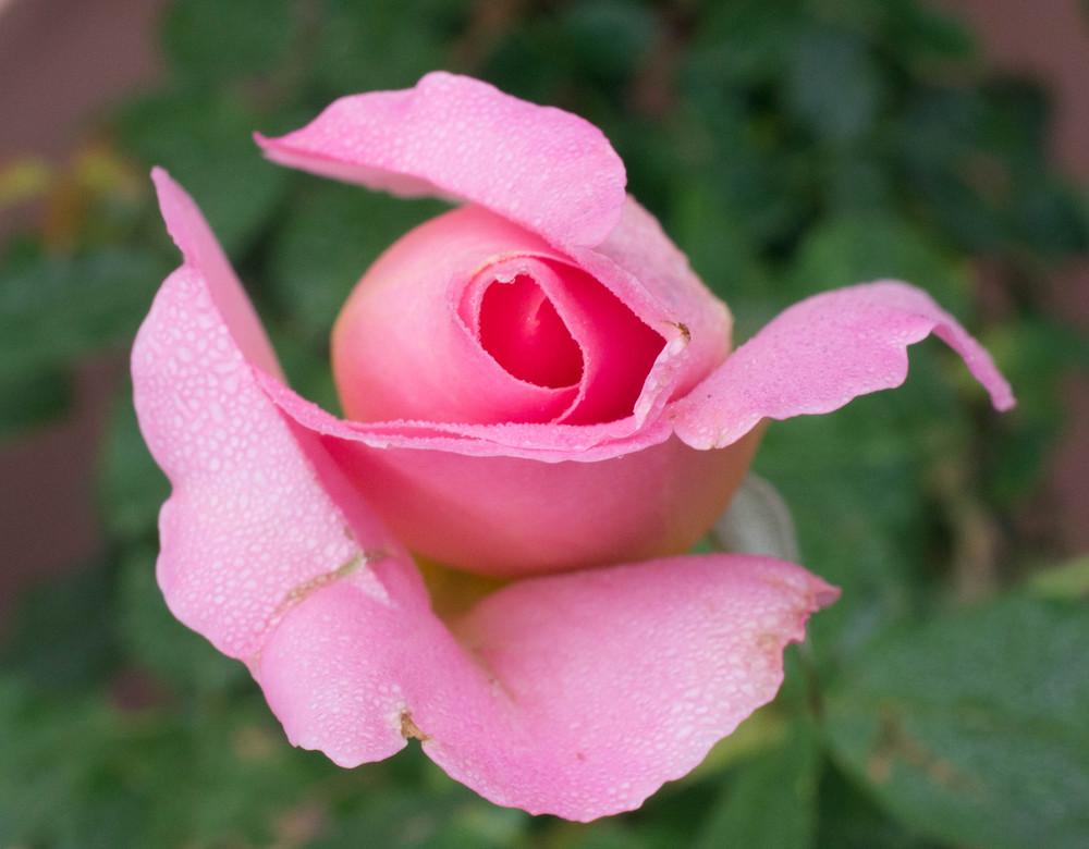 Photo of Hybrid Tea Rose (Rosa 'Tiffany') uploaded by LaSylphide