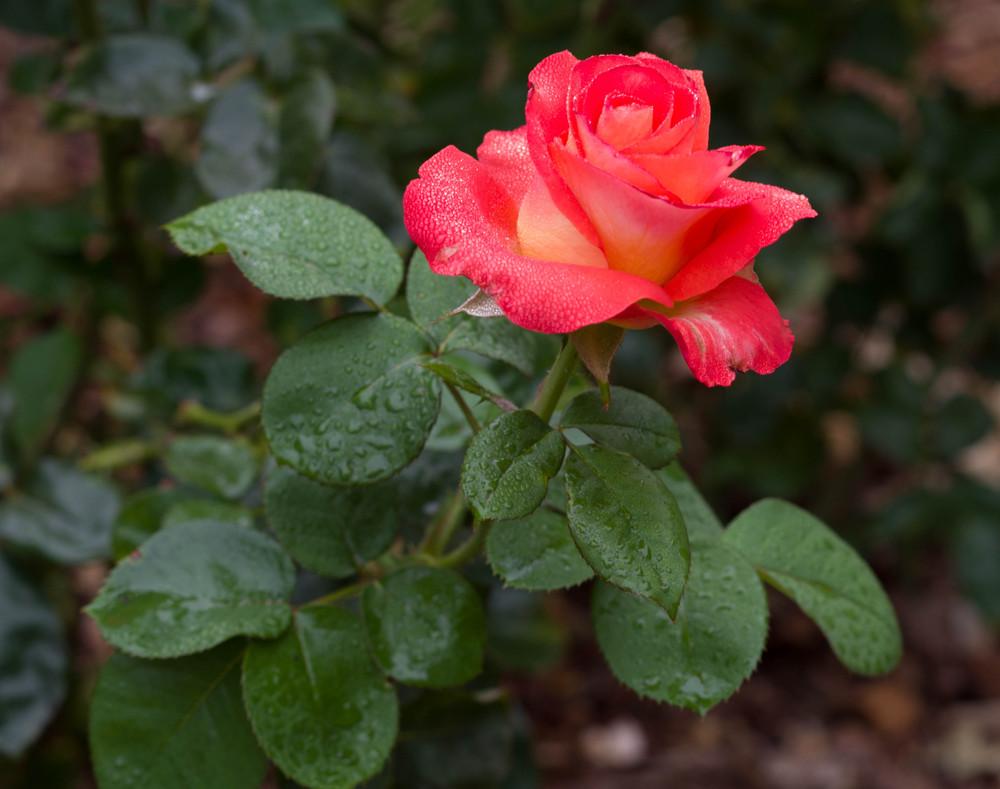 Photo of Rose (Rosa 'Burst of Joy') uploaded by LaSylphide