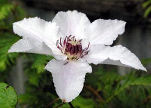 Photo of Clematis 'Snow Queen' uploaded by Joy