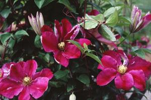 Photo of Clematis 'Sunset' uploaded by Joy