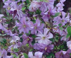 Photo of Clematis 'Prince Charles' uploaded by Joy