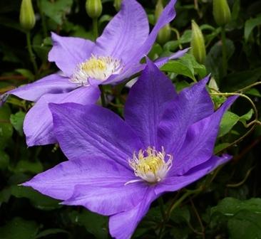 Photo of Clematis 'H.F. Young' uploaded by Joy
