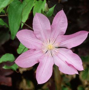 Photo of Clematis 'Proteus' uploaded by Joy