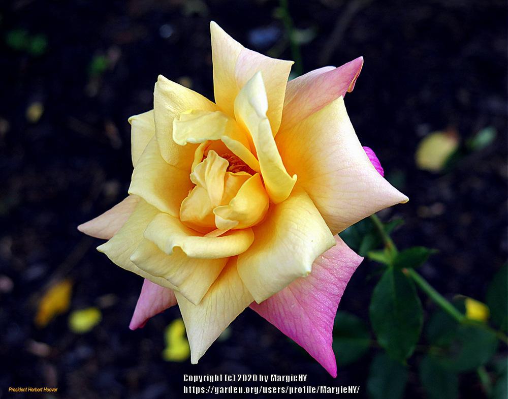 Photo of Rose (Rosa 'President Herbert Hoover') uploaded by MargieNY