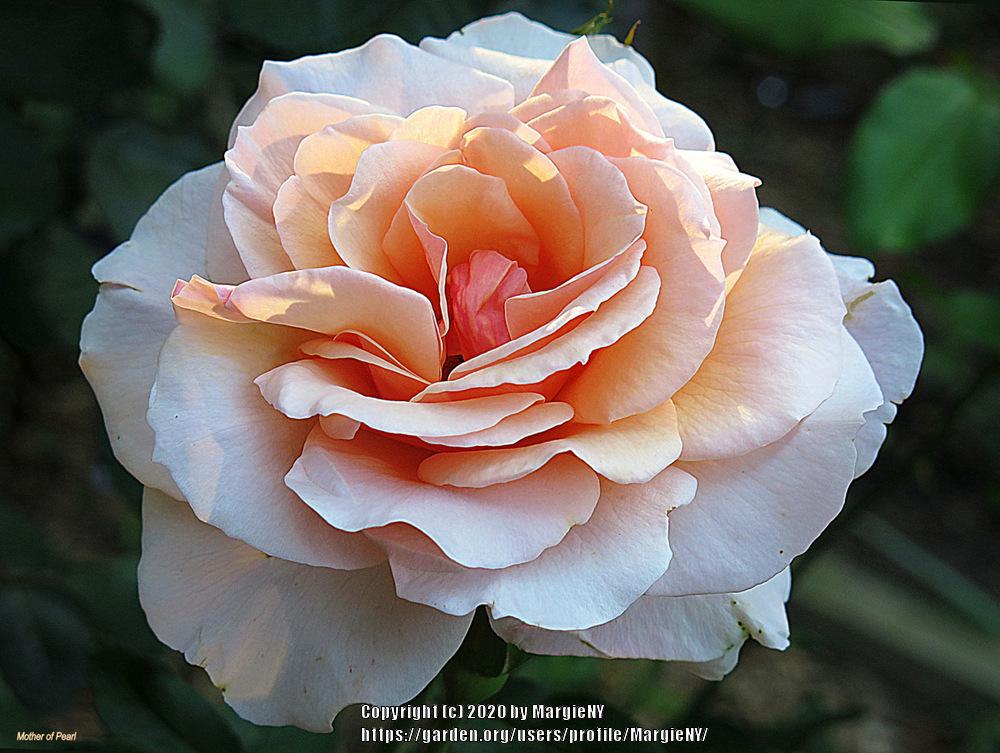 Photo of Rose (Rosa 'Mother of Pearl') uploaded by MargieNY