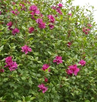 Photo of Rose of Sharon (Hibiscus syriacus 'Collie Mullens') uploaded by Joy