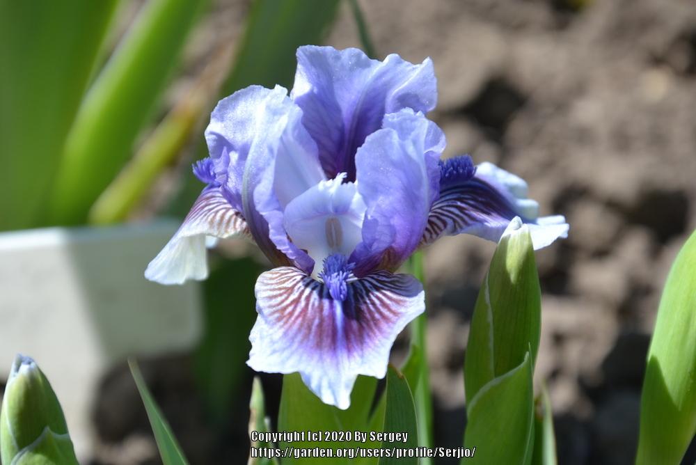 Photo of Standard Dwarf Bearded Iris (Iris 'It's Not Over') uploaded by Serjio