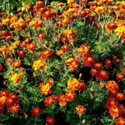 Location: Ann Arbor, Michigan
Date: 2020-10-11
2020-10-11 Large swath of Marigolds, French Brocade mix, our Proj
