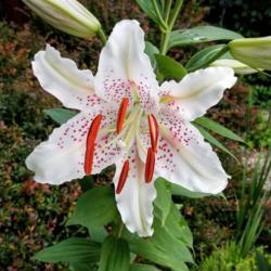 Location: Ann Arbor, Michigan
Date: 2020-07-17
Asiatic White Tiger Lily