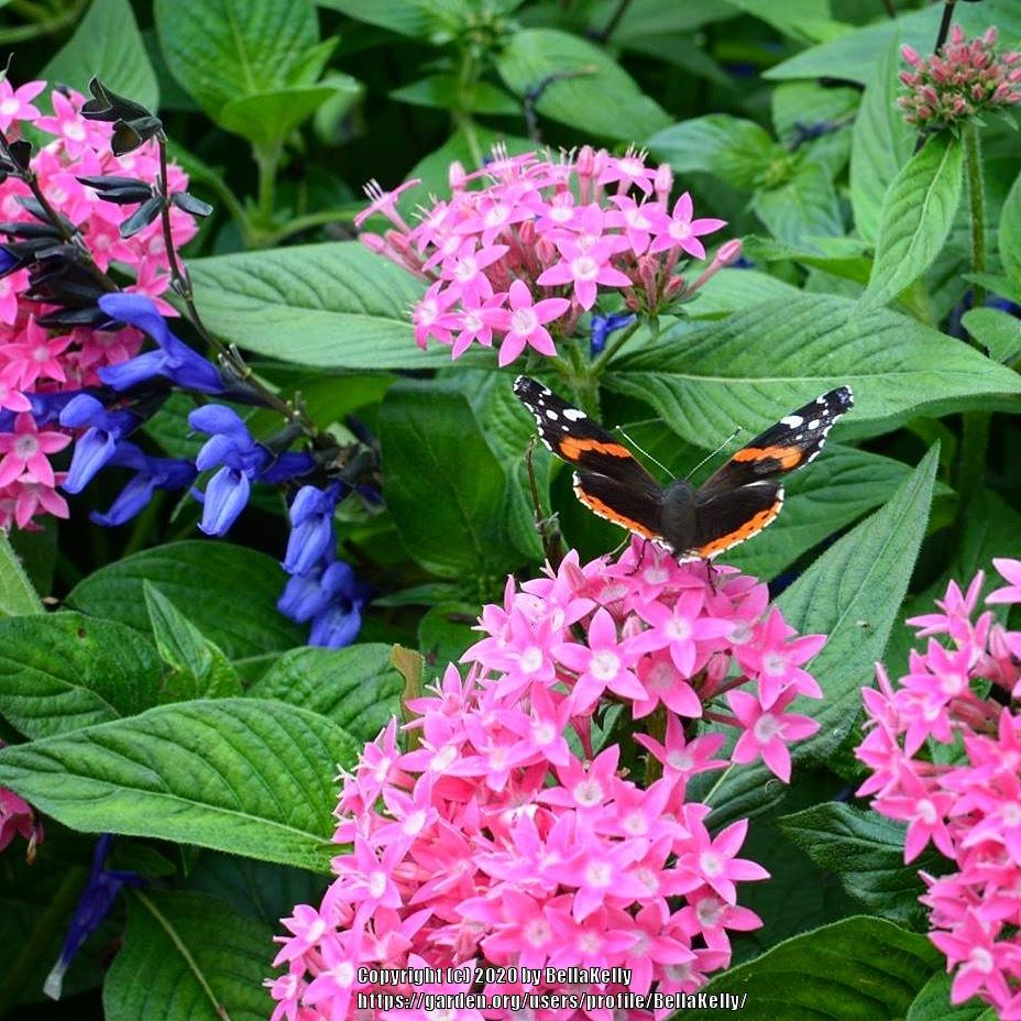 Photo of Egyptian Star Cluster (Pentas lanceolata 'Butterfly Pink') uploaded by BellaKelly