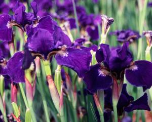 Photo of Siberian Iris (Iris 'High Standards') uploaded by Joy