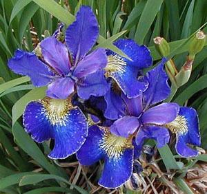 Photo of Siberian Iris (Iris 'Regency Belle') uploaded by Joy