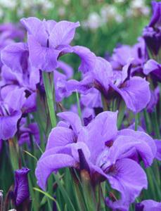 Photo of Siberian Iris (Iris 'Reprise') uploaded by Joy
