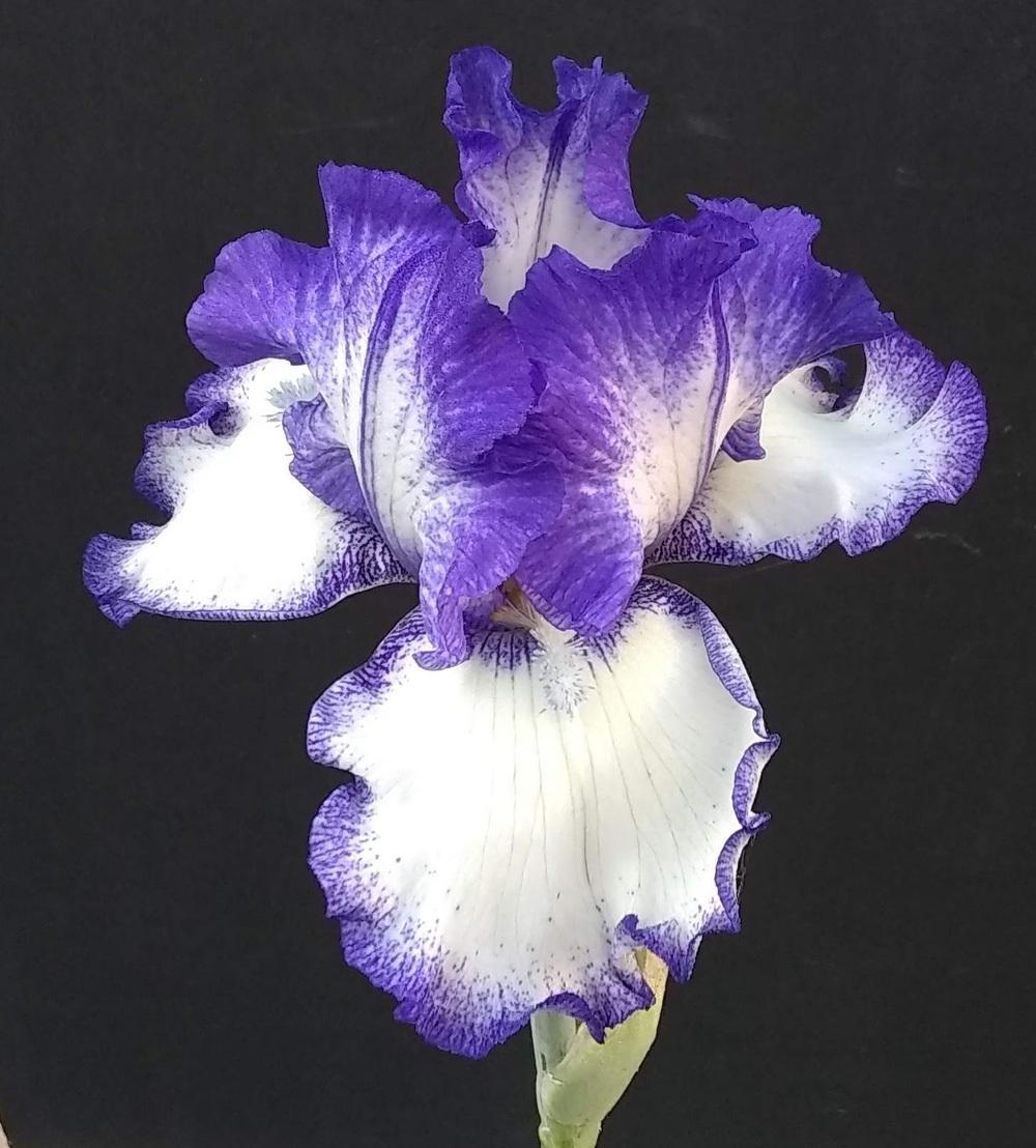 Photo of Tall Bearded Iris (Iris 'Take Five') uploaded by olga_batalov