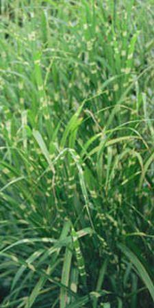 Photo of Zebra Grass (Miscanthus sinensis 'Zebrinus') uploaded by Joy