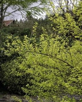 Photo of Eastern Ninebark (Physocarpus opulifolius 'Dart's Gold') uploaded by Joy