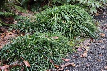 Photo of Mondo Grass (Ophiopogon planiscapus) uploaded by Joy