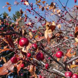 Location: Hidden Lake Gardens, Tipton, Michigan
Date: 2020-10-31
The candy apple red of ripe fruit of Prairifire crabapple