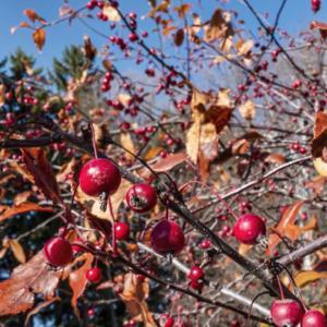 The candy apple red of ripe fruit of Prairifire crabapple