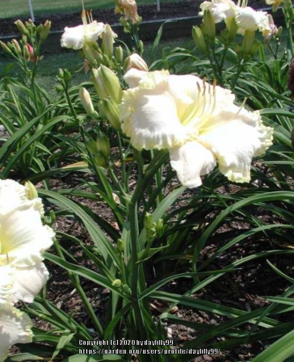 Photo of Daylily (Hemerocallis 'Arctic Lace') uploaded by daylilly99