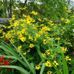Location: Ann Arbor, Michigan
Date: 2019-07-31
Heliopsis helianthoides, tall plant near bee balm