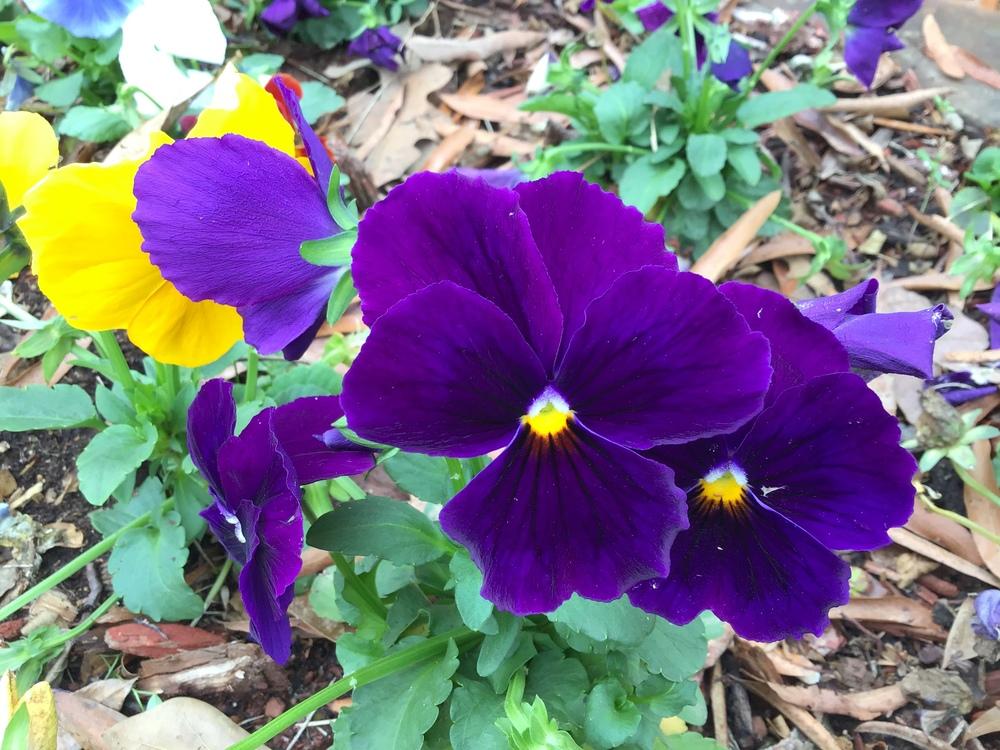 Photo of Pansy (Viola x wittrockiana) uploaded by gardenfish