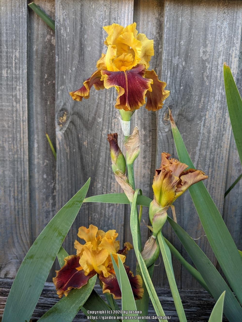 Photo of Tall Bearded Iris (Iris 'Tiger Butter') uploaded by Australis