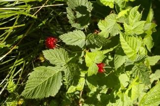 Photo of Pacific Blackberry (Rubus ursinus) uploaded by Joy