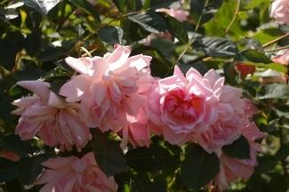 Photo of Hybrid Musk Rose (Rosa 'Felicia') uploaded by Joy