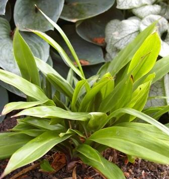 Photo of False Lily-of-the-Valley (Speirantha gardenii) uploaded by Joy
