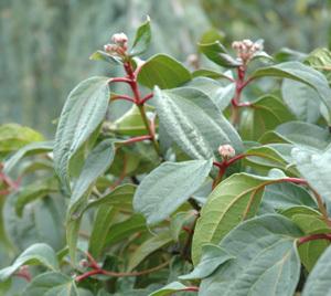 Photo of Cinnamon-Leaved Viburnum (Viburnum cinnamomifolium) uploaded by Joy